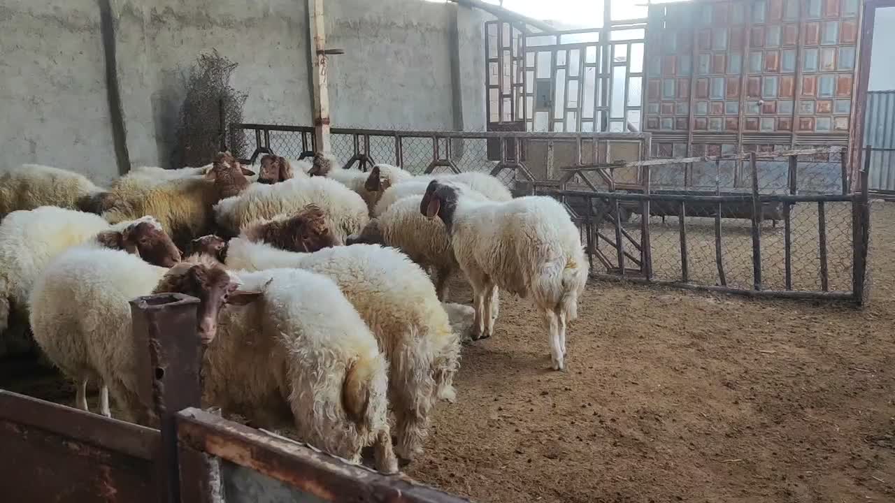 بره پروار|حیوانات مزرعه|زرنه, |دیوار