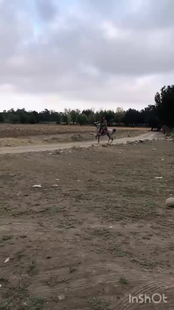 اسب|اسب و تجهیزات اسب‌سواری|اردبیل, |دیوار