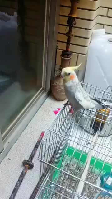 کبوتر زینتی|پرنده|صدرا-فارس, فاز ۱|دیوار