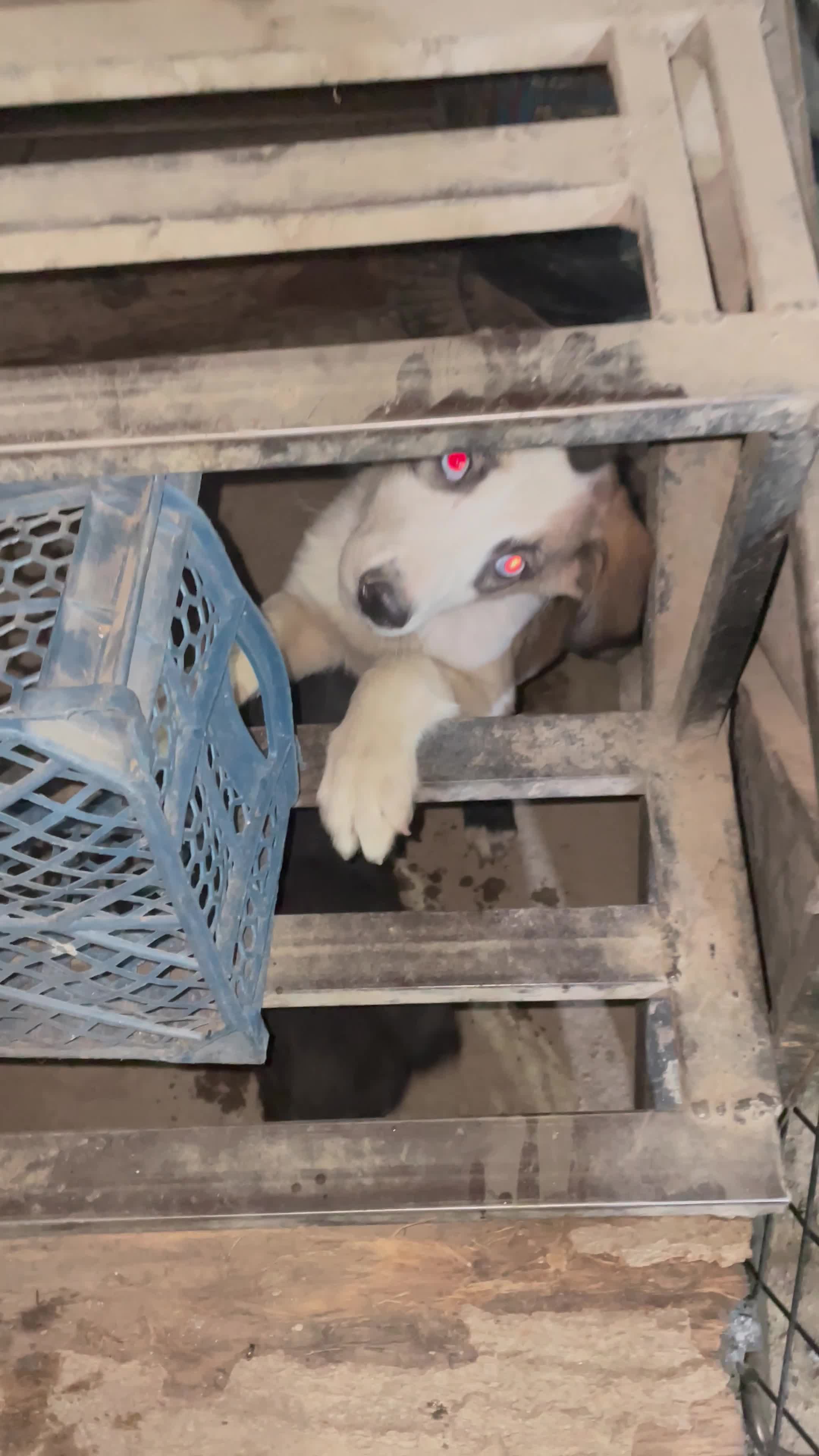 سگی بومی|سگ|ماهدشت, |دیوار