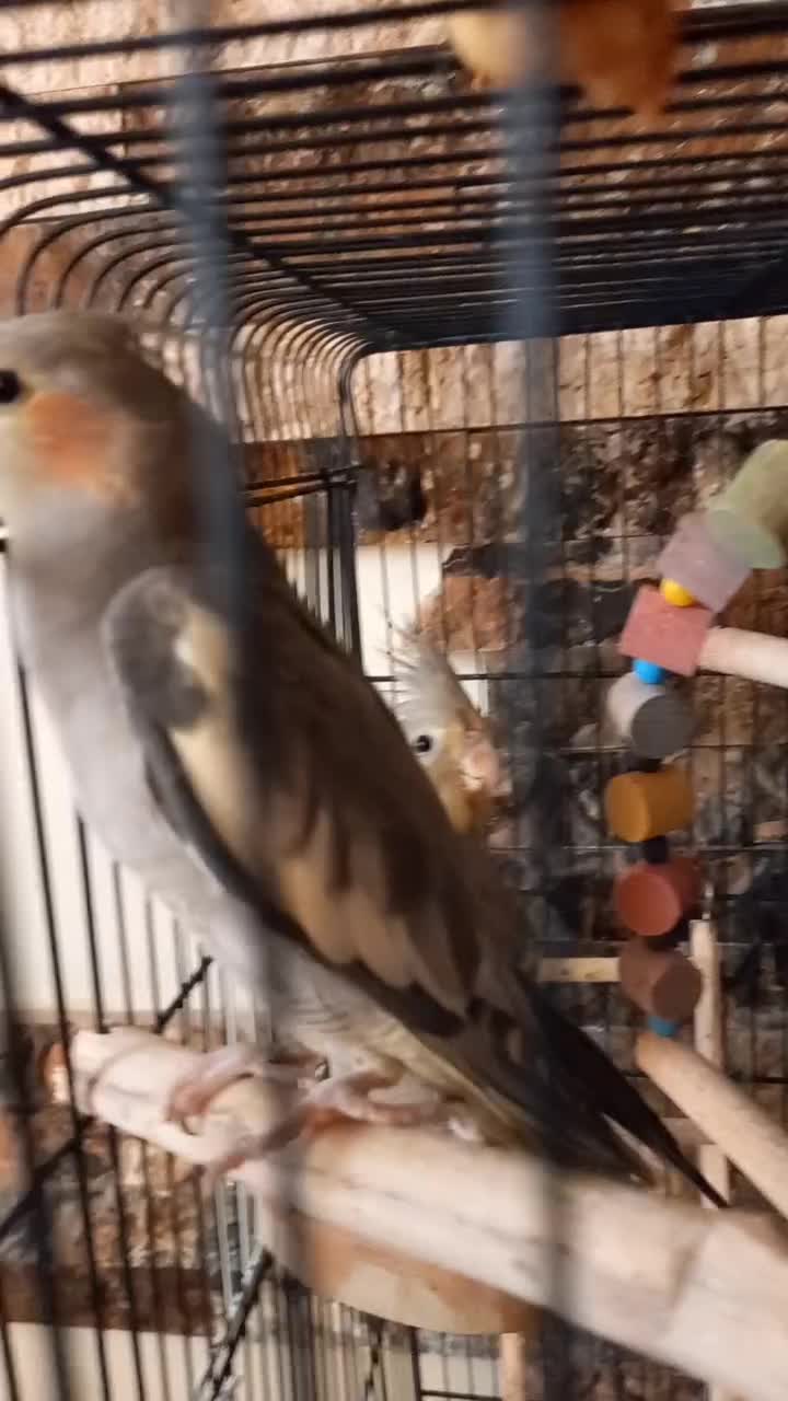 عروس هلندی نر ۶ ماهه|پرنده|رشت, معلولین|دیوار