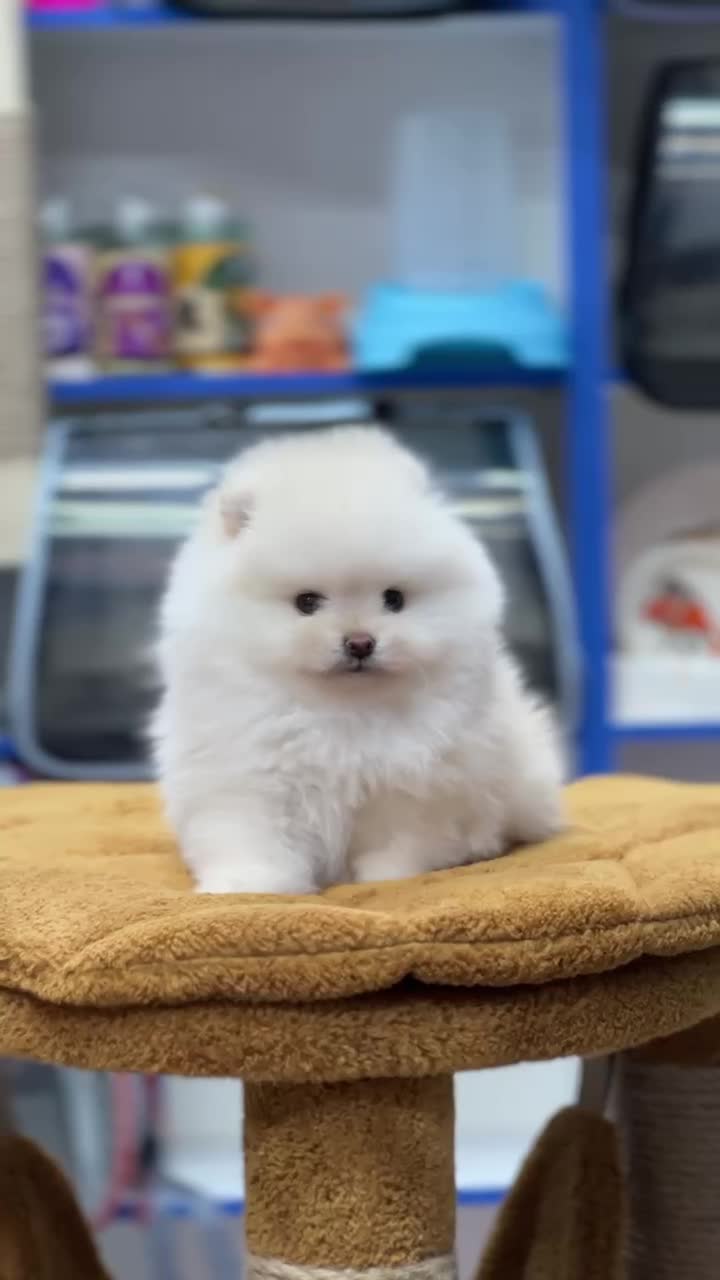 نژاد کوچک خانگی ژورنالی شیتزو و pamerپاممر خرسی و|سگ|تهران, سعادت‌آباد|دیوار