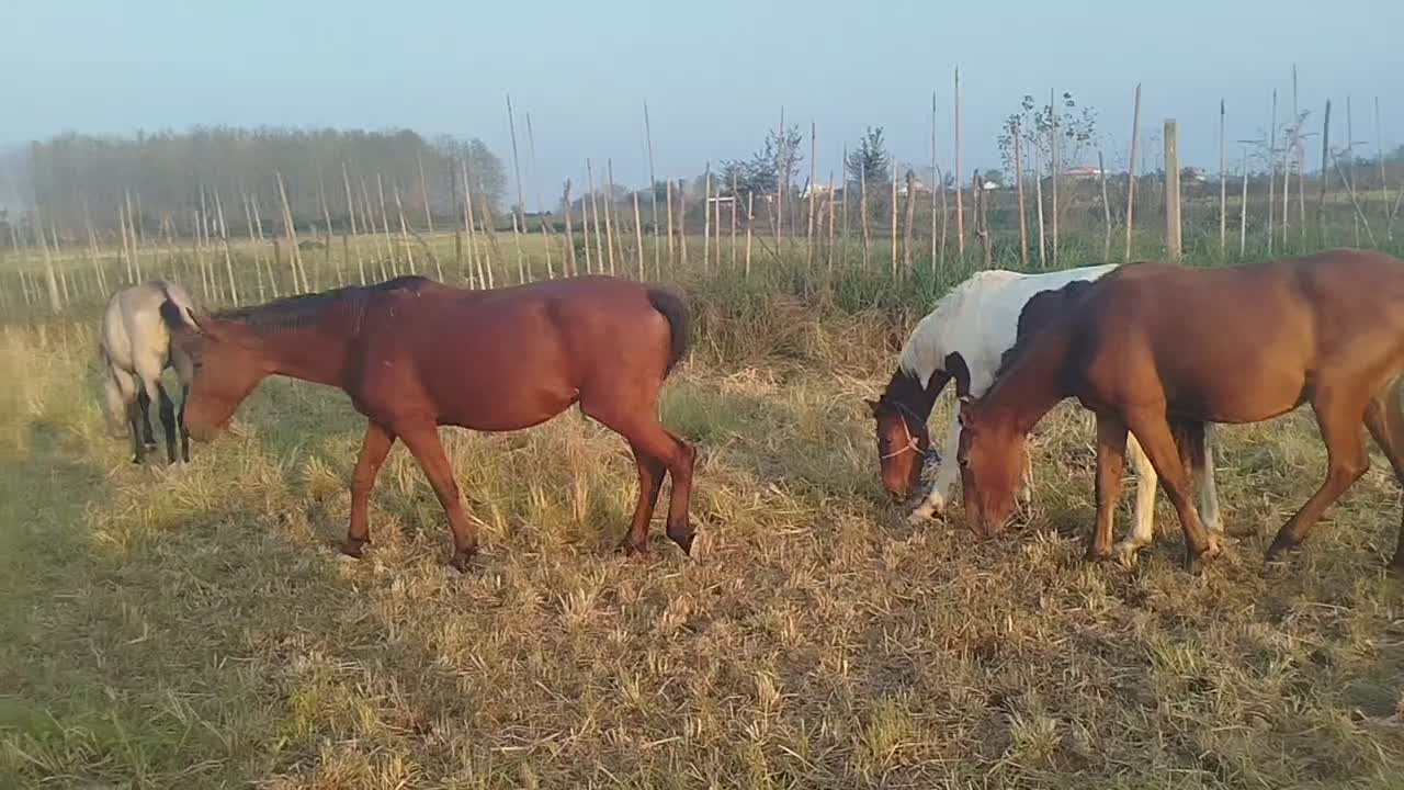 اسب و مادیان|اسب و تجهیزات اسبسواری|فومن, |دیوار