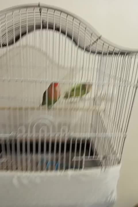 برزیلی ماده|پرنده|شهریار, یوسف آباد صیرفی|دیوار