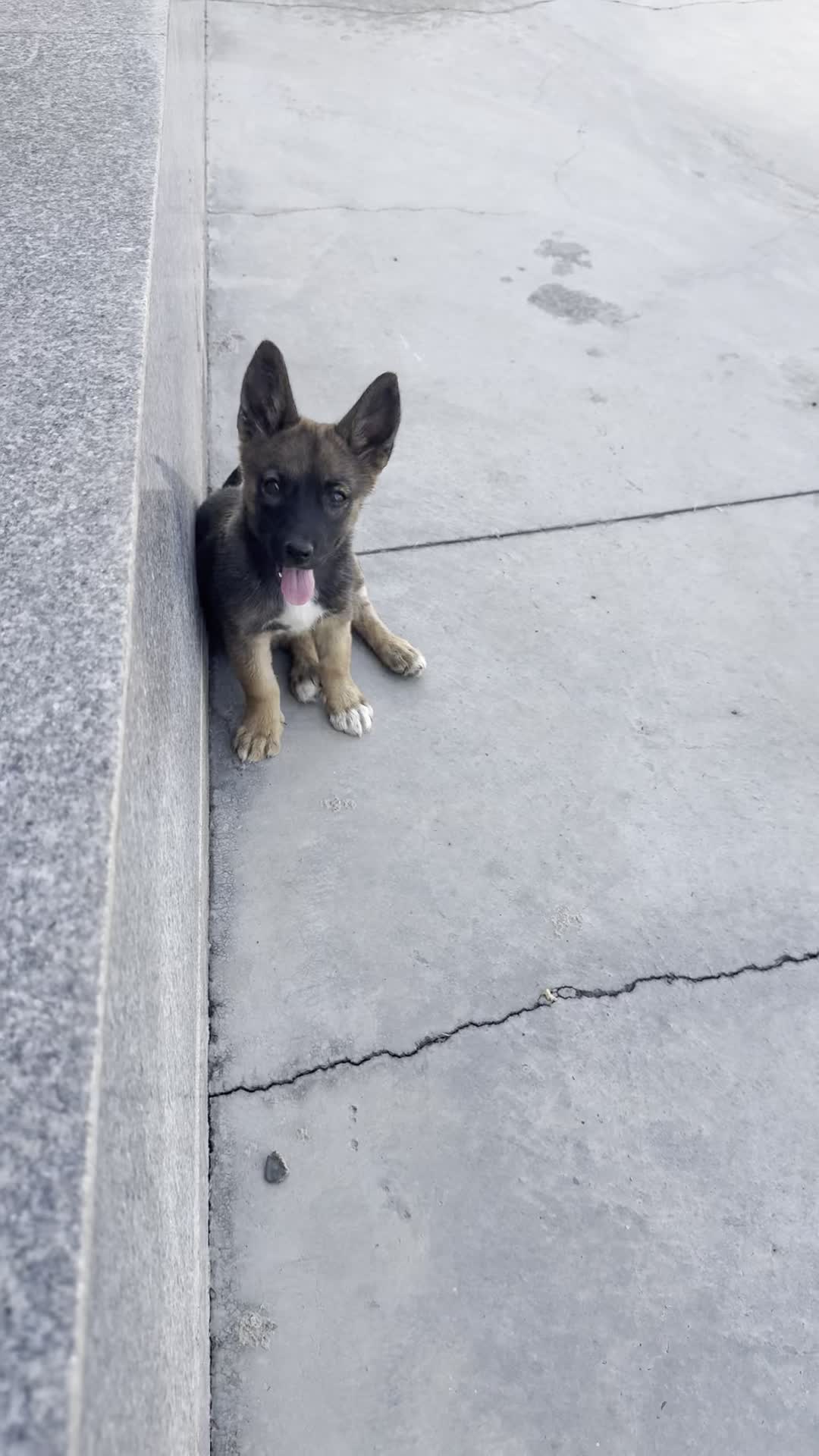 واگذاری بهترین نژاد هیبرید اورجینال|سگ|ری, شهرری|دیوار