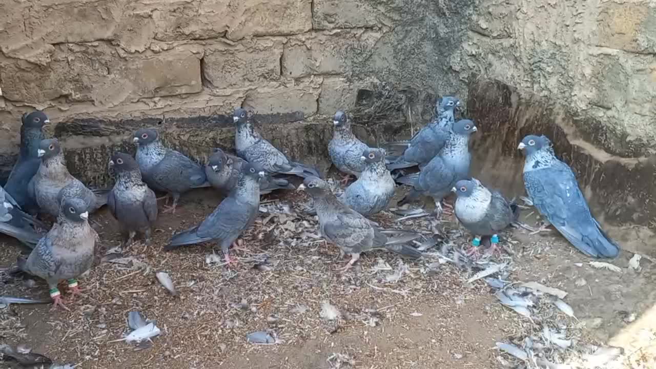 کبوترموشی نقره ای طوق سفید|پرنده|چناران, |دیوار