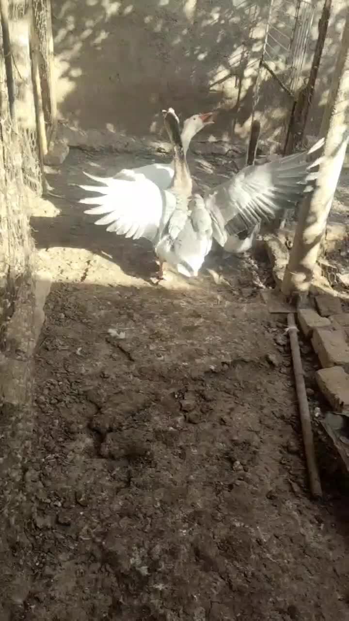 غاز سفید ماده به همراه دوتا غوغاز|حیوانات مزرعه|قزوین, |دیوار