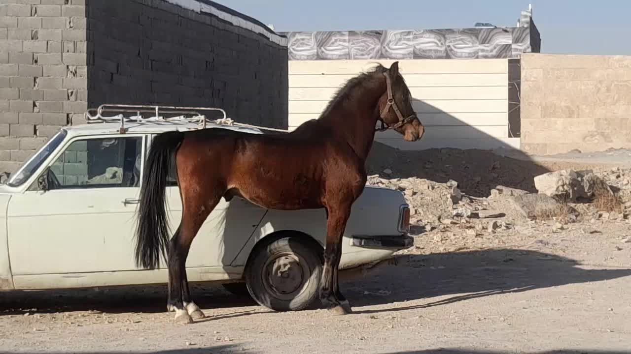 نریون|اسب و تجهیزات اسب‌سواری|فلاورجان, |دیوار