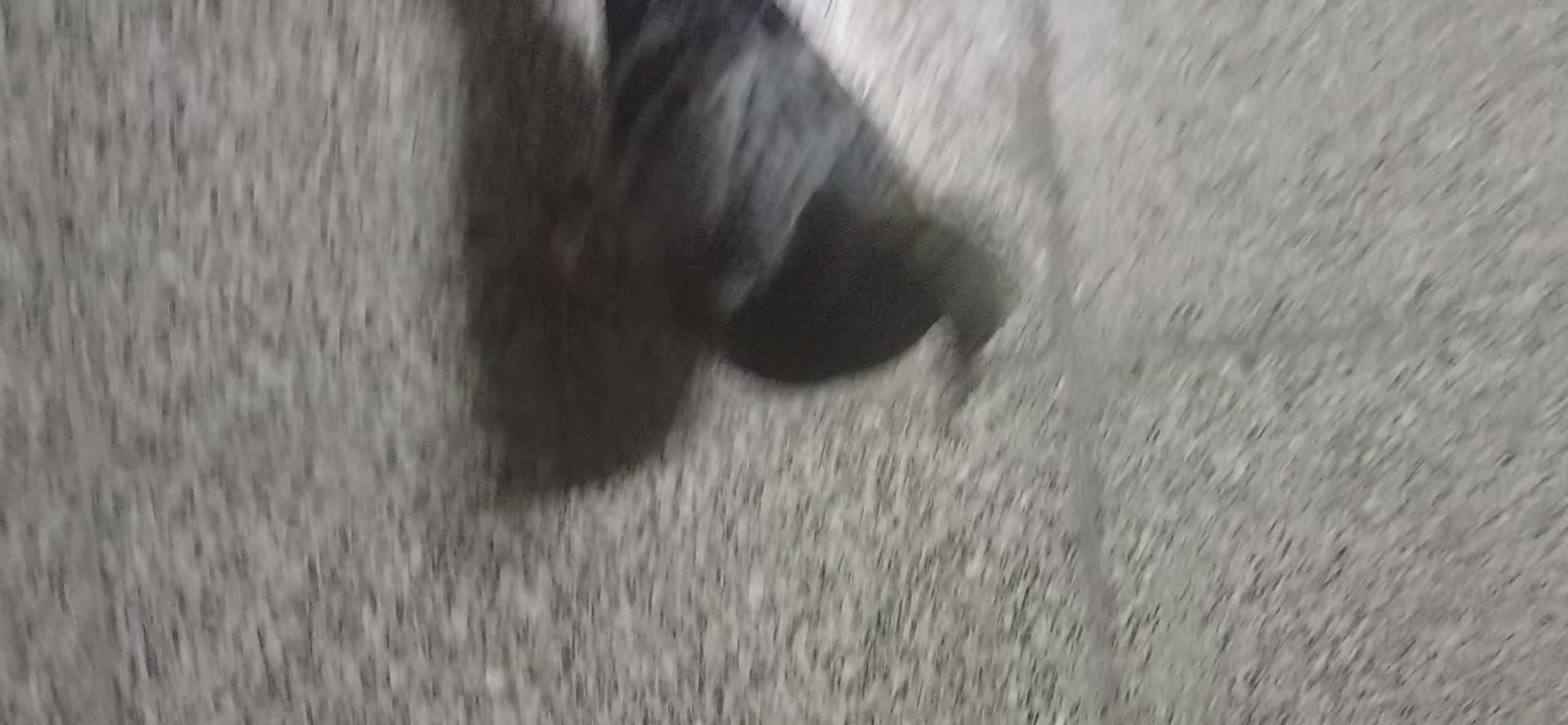 جوجه کبوتر(کفتر) مسافتی پلاکی بوم ندیده|پرنده|شیراز, شهرک امیر کبیر|دیوار