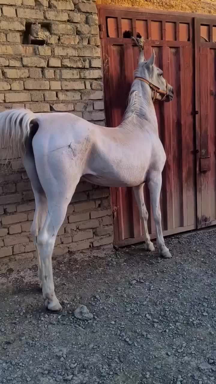 اسب مادیان فوق العاده تیپ دار و جنس مخصوص تولید|اسب و تجهیزات اسب‌سواری|تهران, آذری|دیوار