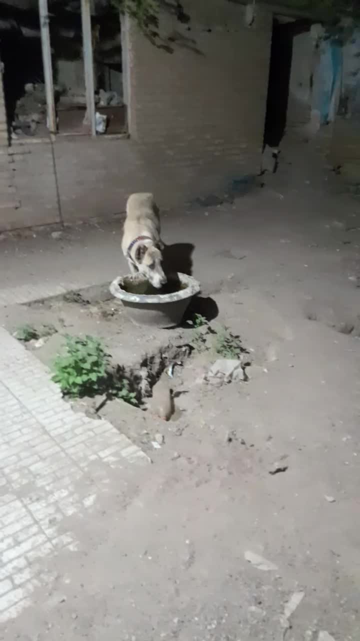 ماده خراسانی اصیل|سگ|سبزوار, قائم|دیوار