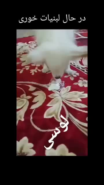 سگ پامر سفید|سگ|اهواز, سید خلف|دیوار