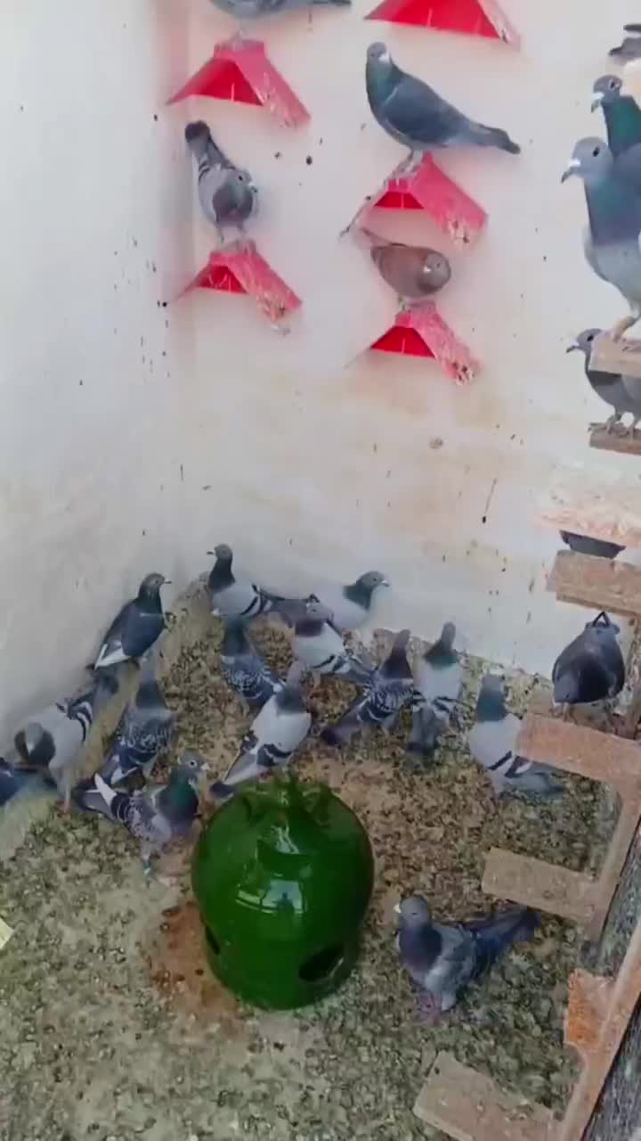 کبوتر پلاکی مسافت بلند|پرنده|قم, پامنار|دیوار