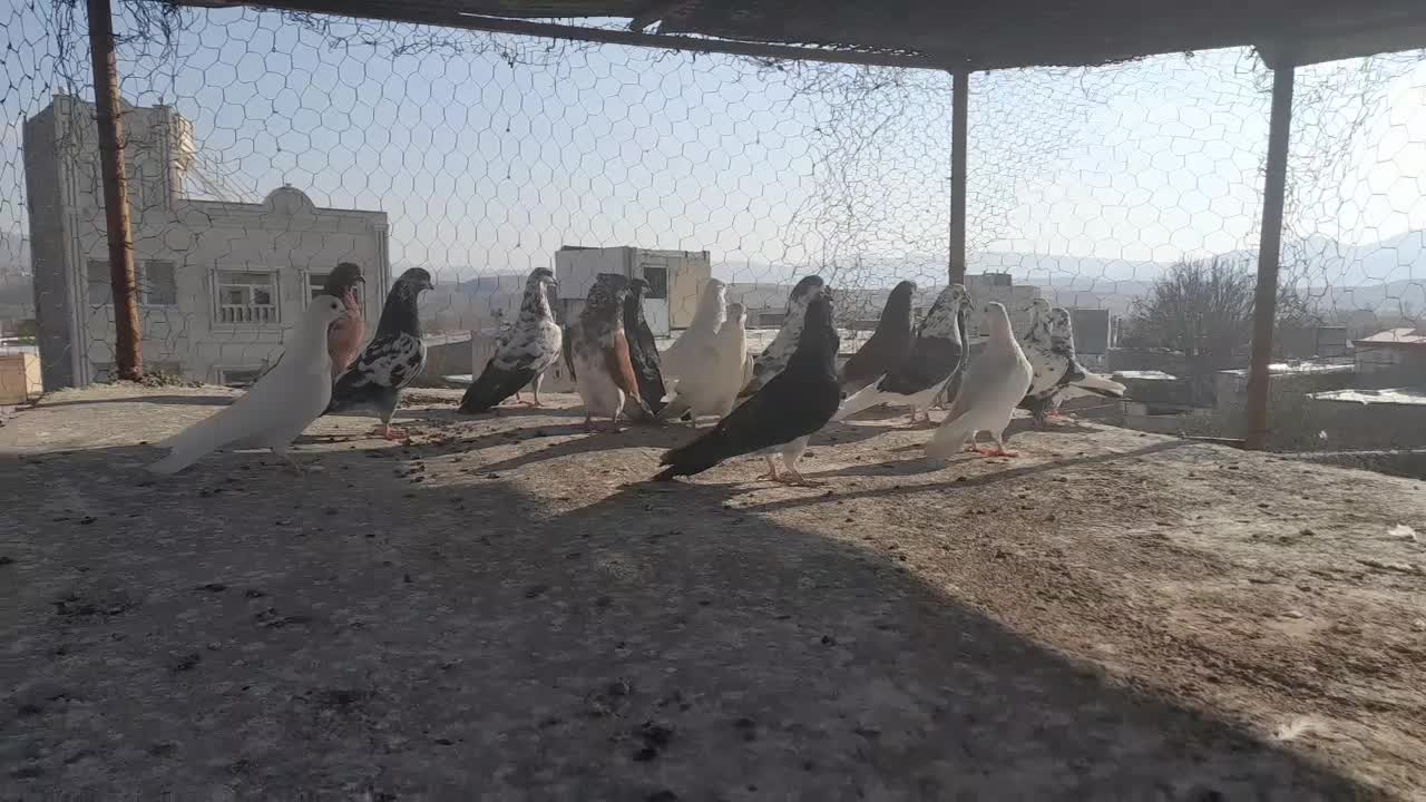 فروش کفتر خوب به شرت میدم|پرنده|نیر (اردبیل), |دیوار