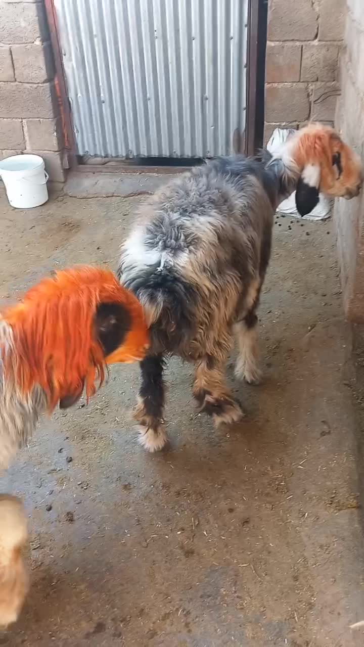 قوچ میش بز|حیوانات مزرعه|اردل, |دیوار