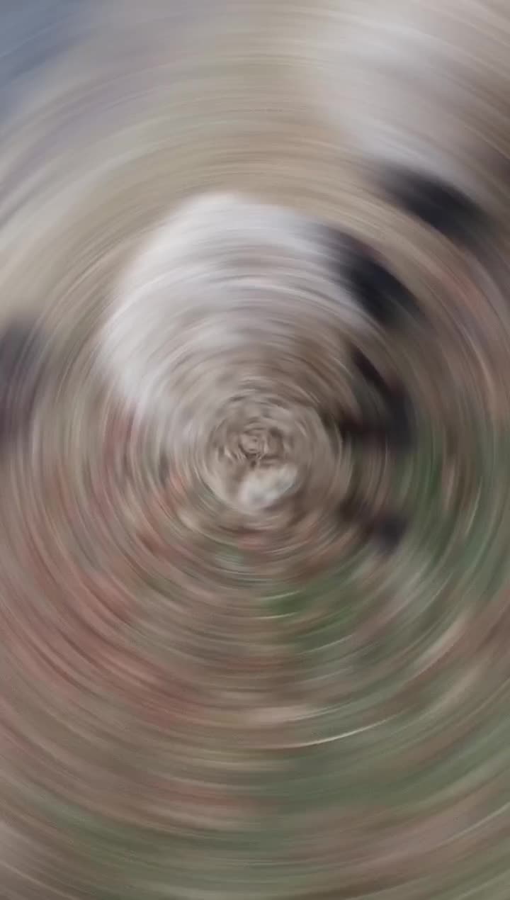 گوسفند نر|حیوانات مزرعه|سیلوانه, |دیوار