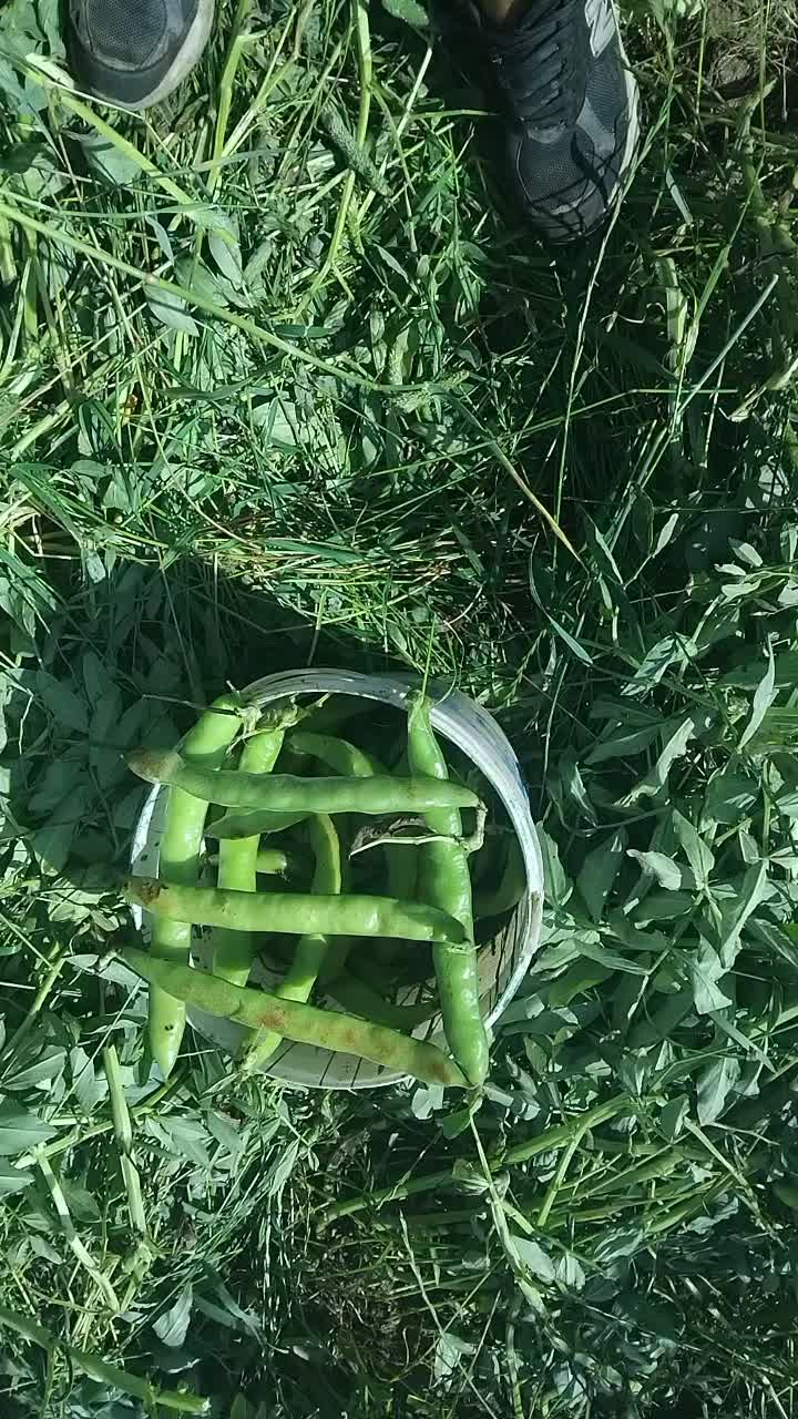 خریدوفروش بذر نخودفرنگی وباقلا برکت|خوردنی و آشامیدنی|جویبار, |دیوار