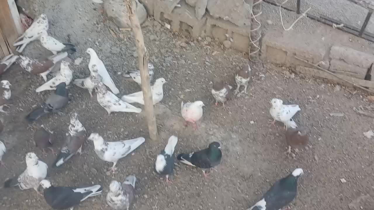 کفتر پرشی|پرنده|صومعه‌سرا, |دیوار