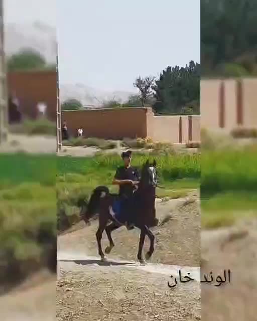 نریان اصیل درشور|اسب و تجهیزات اسب‌سواری|تهران, شیخ هادی|دیوار