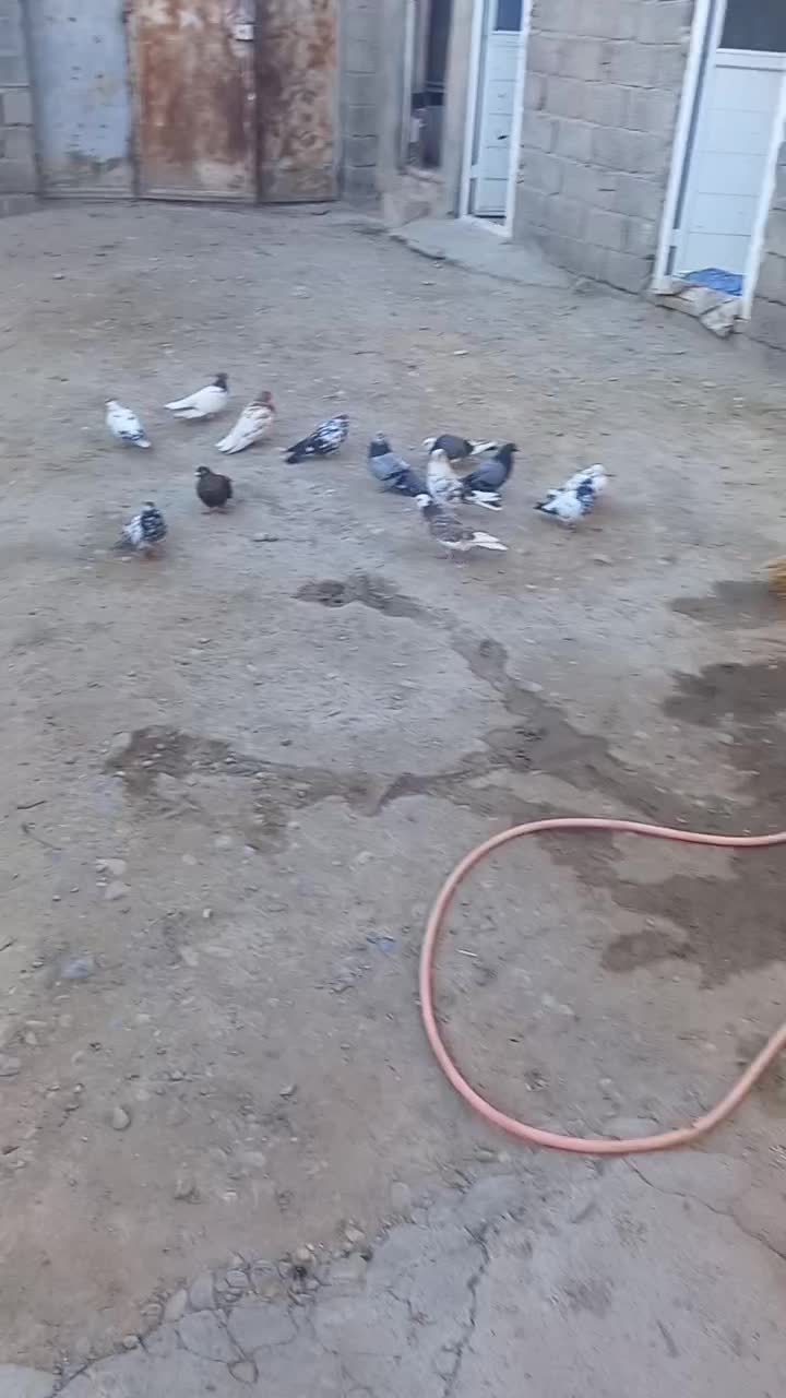 کبوتر اویناخ|پرنده|ملکان, |دیوار