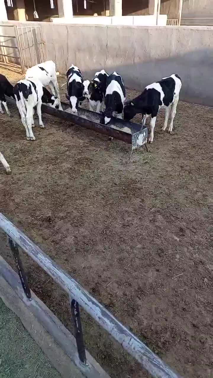 تعداد۱۷ راس گوساله قطع شیر دامداری درجه ۱|حیوانات مزرعه|جعفرآباد, |دیوار