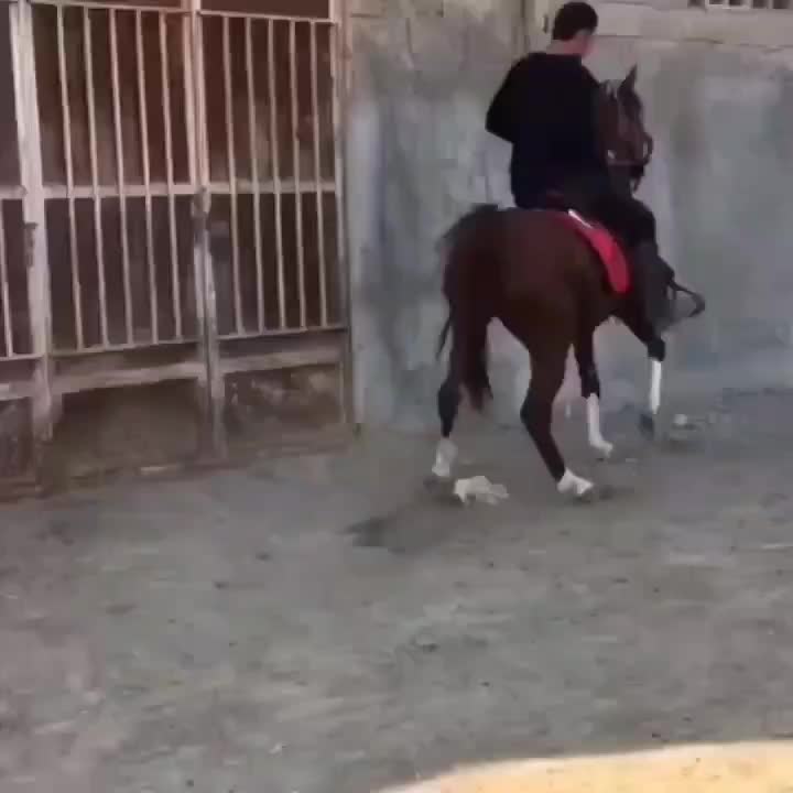 اسب عرب یه سر پنج نشان شش دونگ|اسب و تجهیزات اسب‌سواری|ارومیه, |دیوار