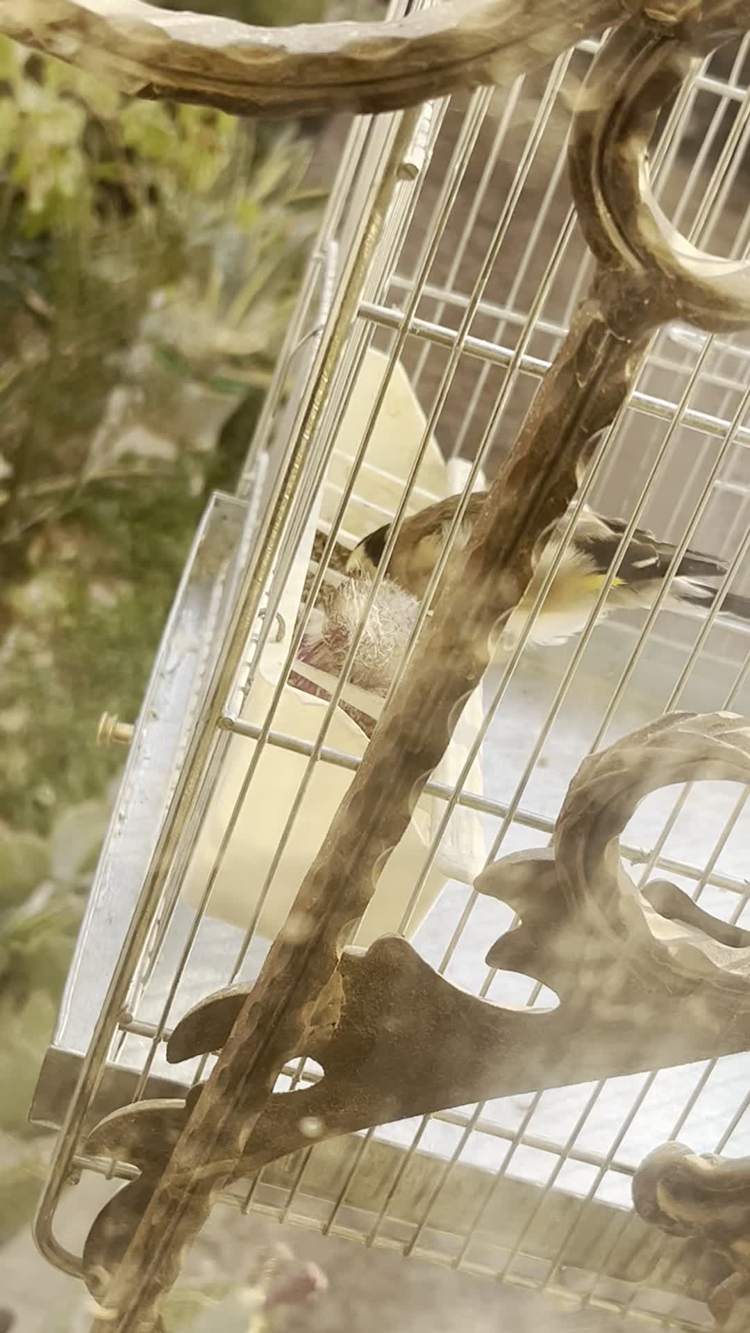 دوتاسهره نر|پرنده|تهران, گلستان (شهرک راه آهن)|دیوار