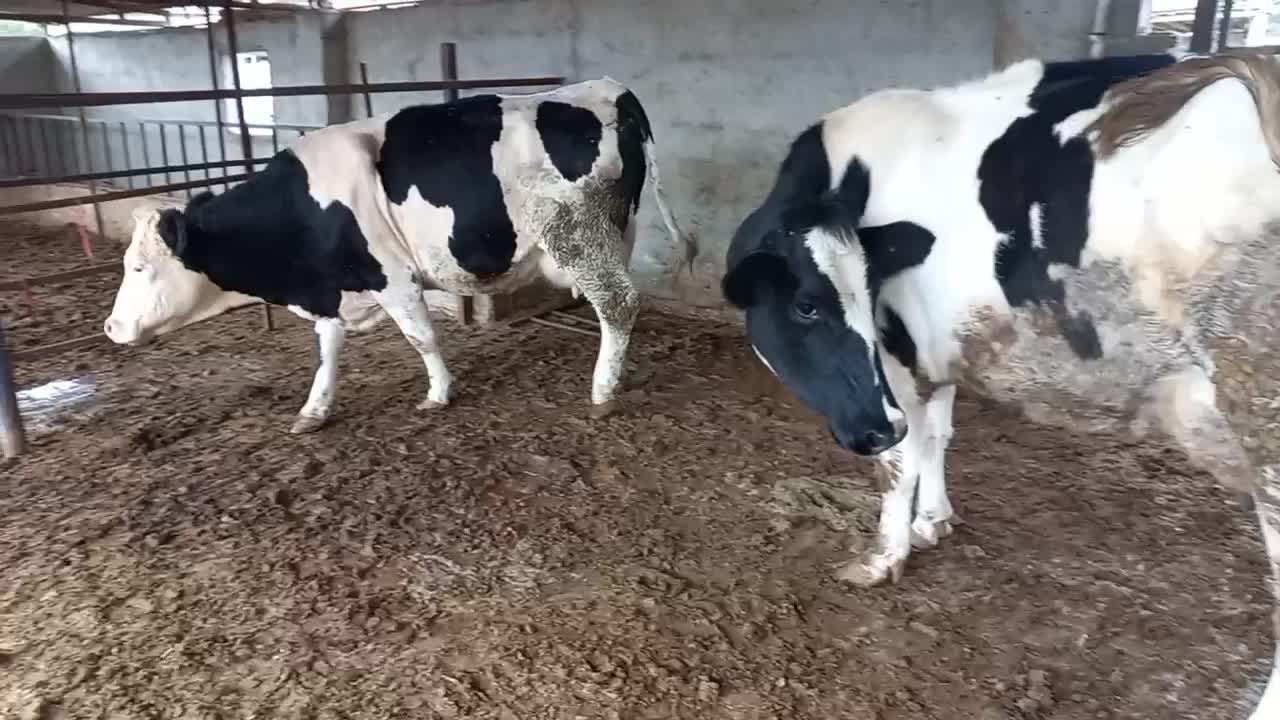 ۲راس گاوشکم اول گوساله دار|حیوانات مزرعه|بندر ترکمن, |دیوار