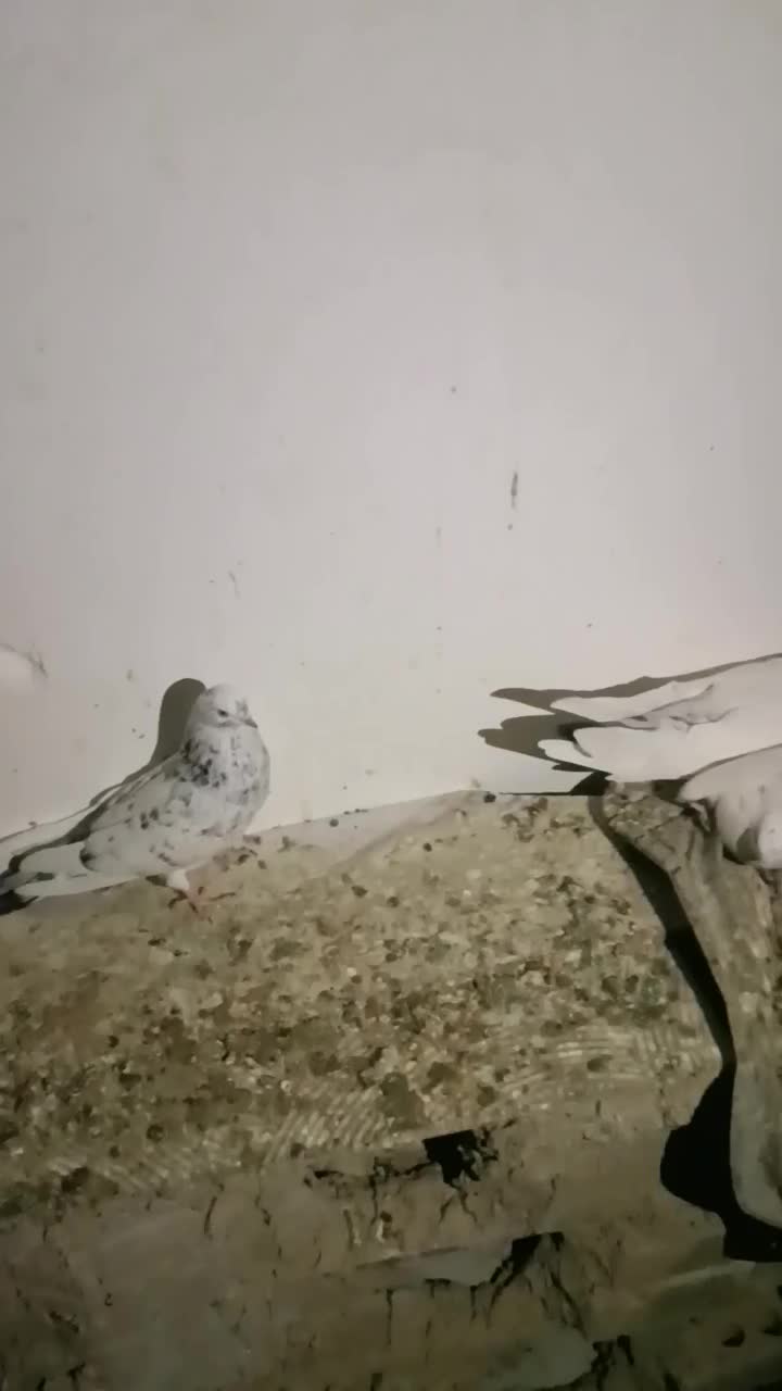 کفتر فروشی|پرنده|کهنوج, |دیوار