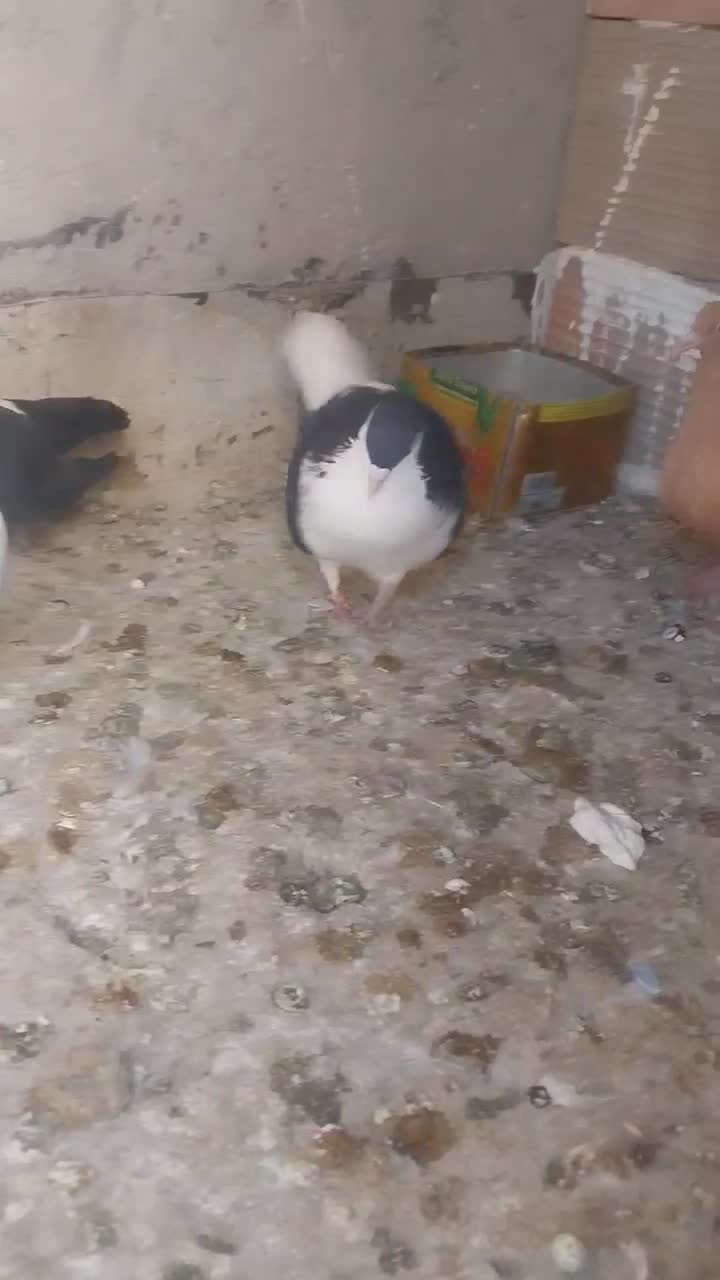 کبوتر .ساده پرشی|پرنده|شیروان (خراسان), |دیوار