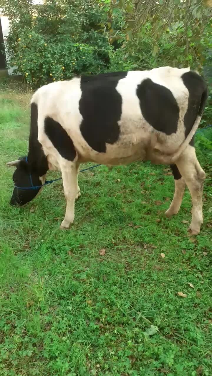 گاو دورگ محلی|حیوانات مزرعه|گوراب زرمیخ, |دیوار