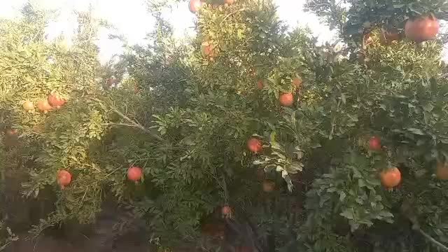 ۲۰۰مترباغچه چهار دیواری ورجان|فروش خانه و ویلا|قم, باجک یک|دیوار