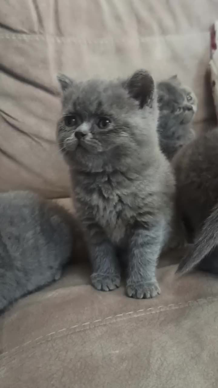 بریتیش واسکاتیش گلد وبلو|گربه|شیراز, معالیآباد|دیوار