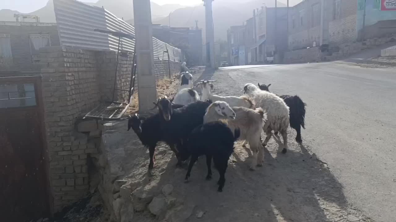 ۷عدد بز جوان دونه ۴۹۰۰ کیلو هم ۱۹۰|حیوانات مزرعه|قائن, |دیوار