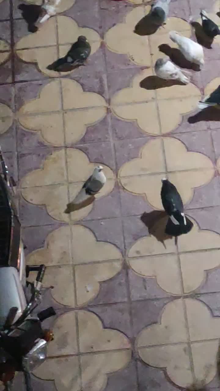 کفتر ماده پشت سبز سوسنی کاکلی پاصاف سبز کاکلی پاصا|پرنده|شیراز, نیستان|دیوار