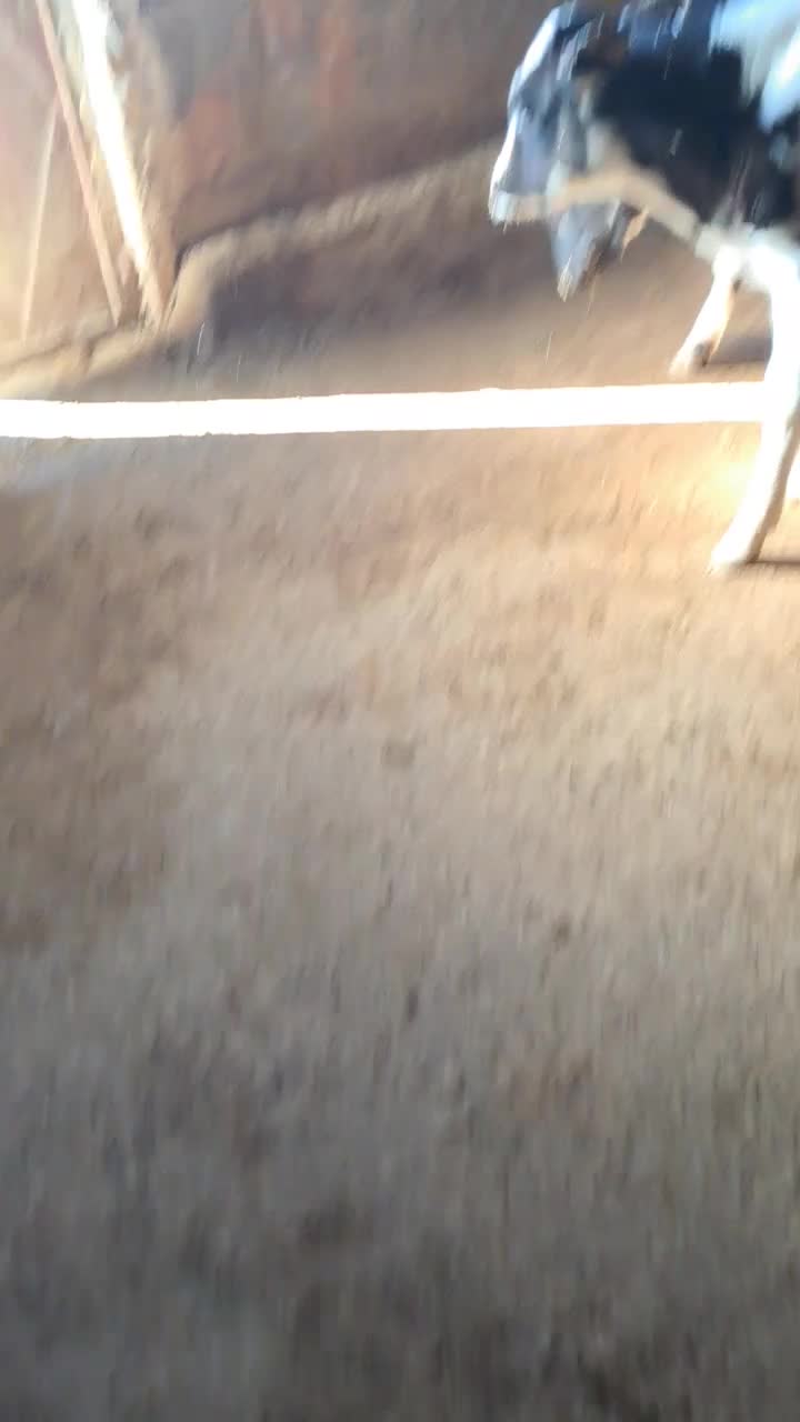 گوساله نر ماده|حیوانات مزرعه|خانمیرزا, |دیوار