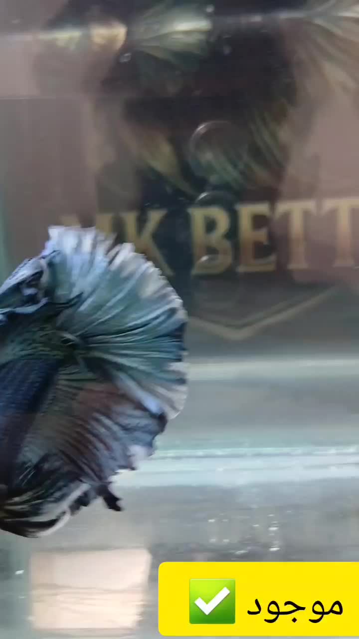 فروش ماهی فایتر هالفمون وارداتی|ماهی|تهران, سلسبیل جنوبی|دیوار