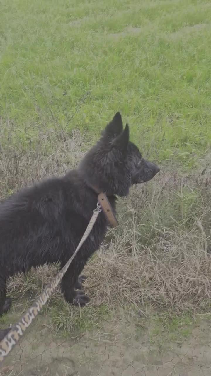 سگ ژرمن شپرد|سگ|رودسر, |دیوار