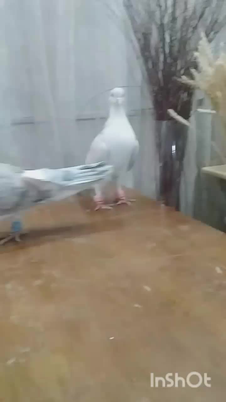 یک جفت کفتر ساده هفترنگ|پرنده|تربت جام, شهرک معلم|دیوار