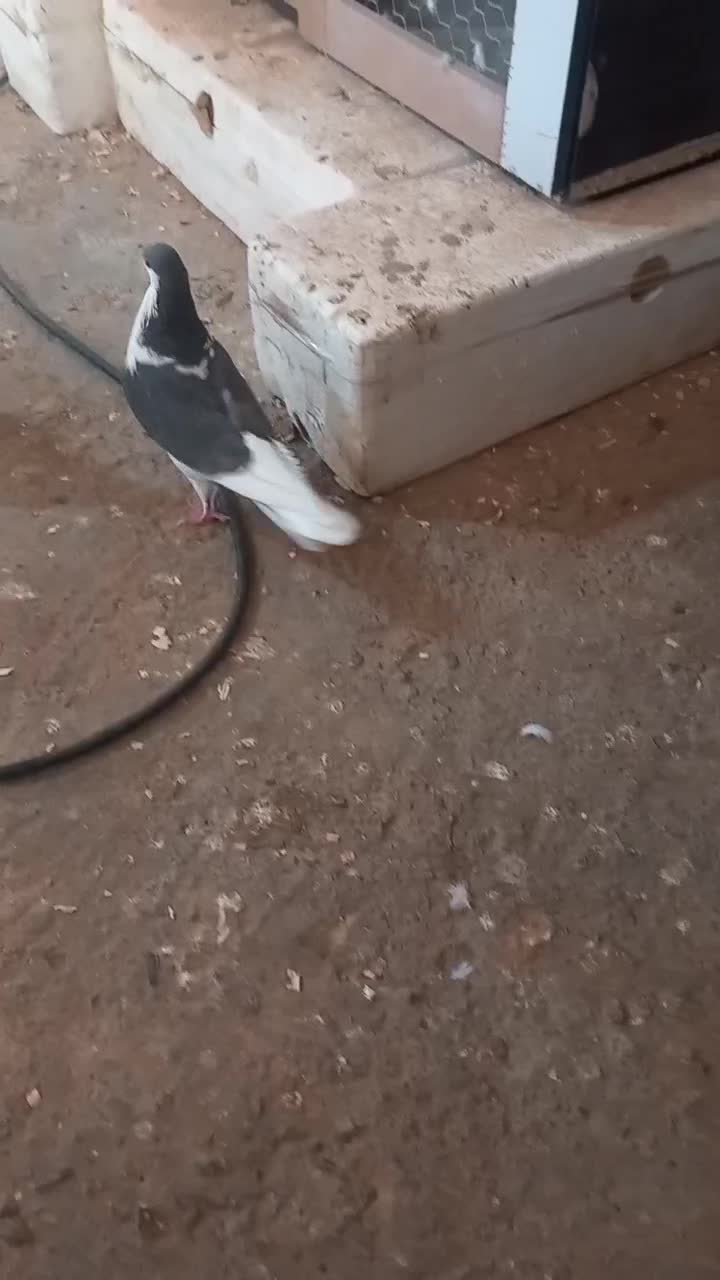 کبوتر|پرنده|قم, کاسه گران|دیوار