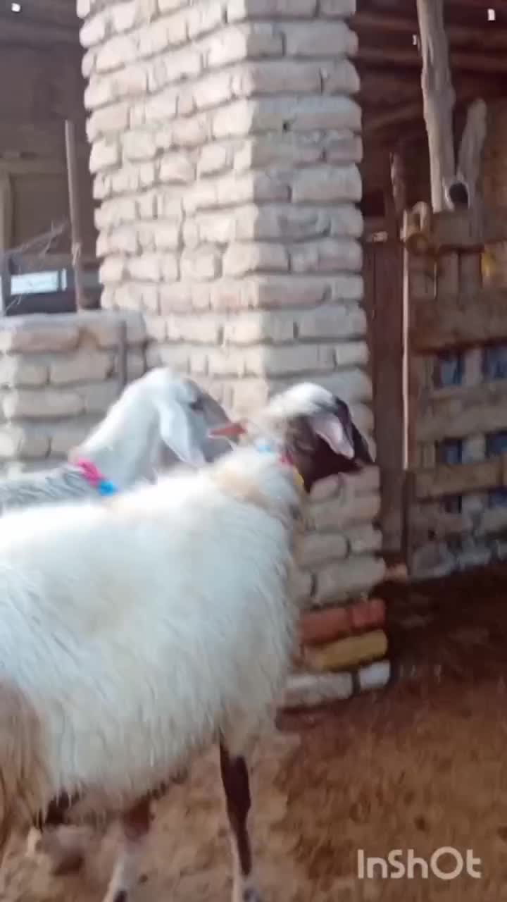 سلام 2عددگوسفند آبستن سنو شده 3ماه|حیوانات مزرعه|بندر ترکمن, |دیوار