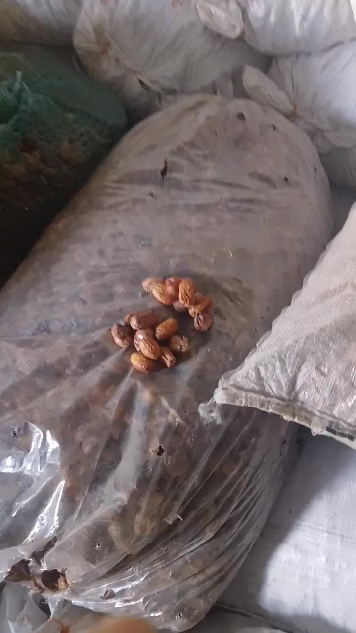 ضایعات  خرما وخرما زاهدی|خوردنی و آشامیدنی|شیراز, ریاستی|دیوار