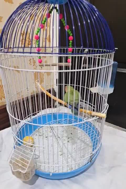 طوطی برزیلی زیبا با قفس|پرنده|قم, شاه سید علی|دیوار