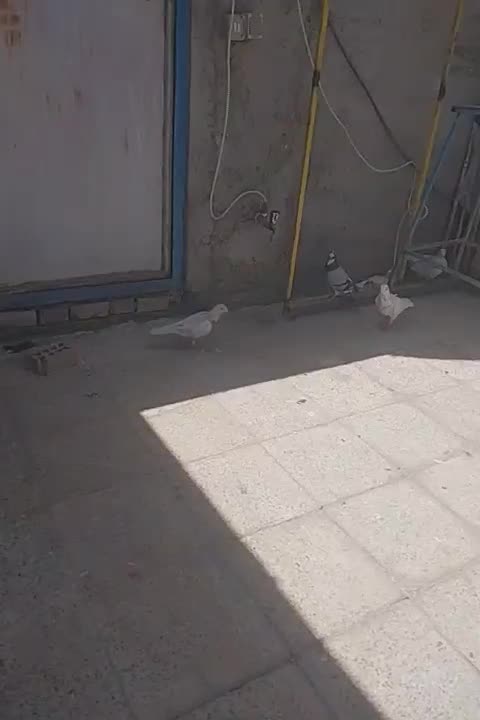 کفتر|پرنده|مشهد, بهمن|دیوار