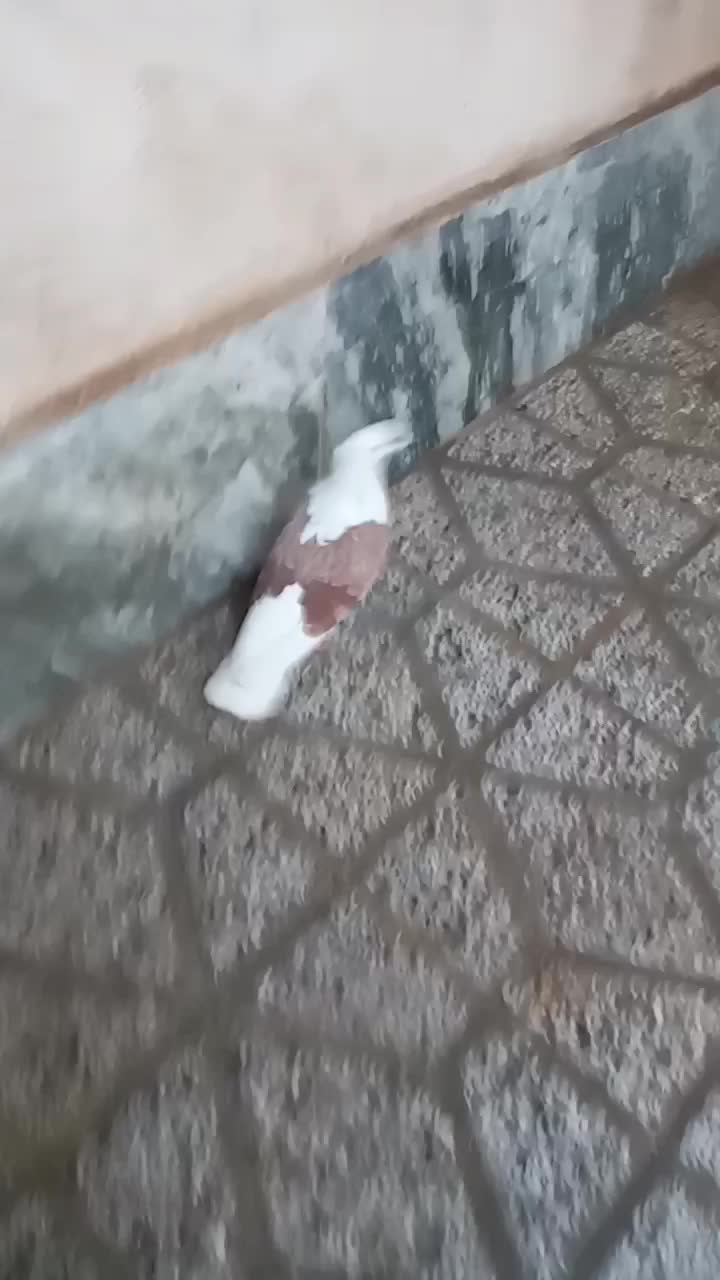 کشتری|پرنده|بروجرد, |دیوار