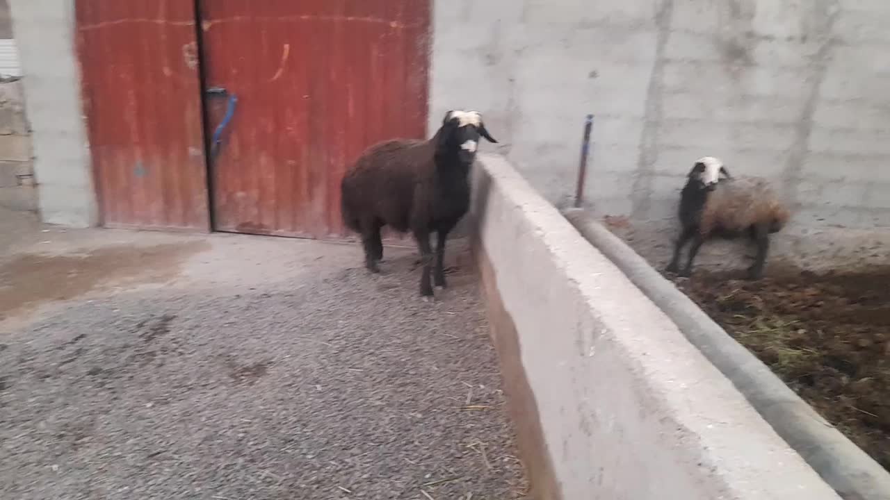 گوسفند|حیوانات مزرعه|ارشق, |دیوار