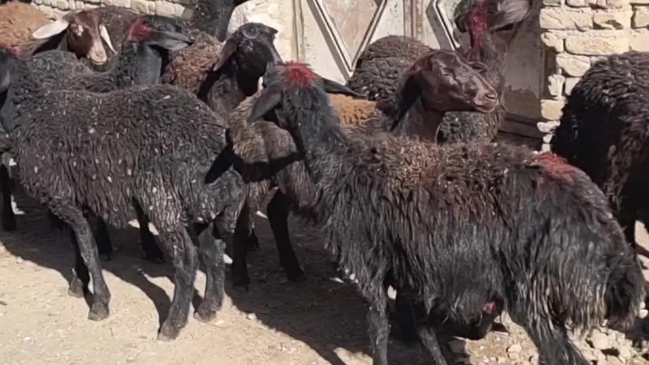 بره ماده قره قزل افشار صحیح و سالم|حیوانات مزرعه|زنجان, |دیوار