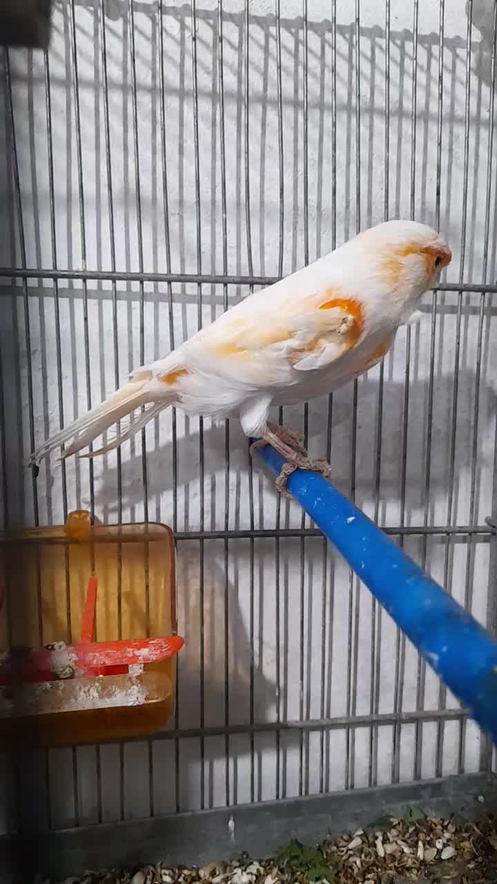 قناری موزاییکی خوشرنگ|پرنده|خواف, |دیوار