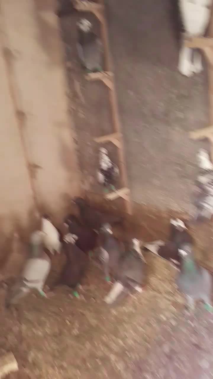 کفتر|پرنده|مشهد, انقلاب|دیوار