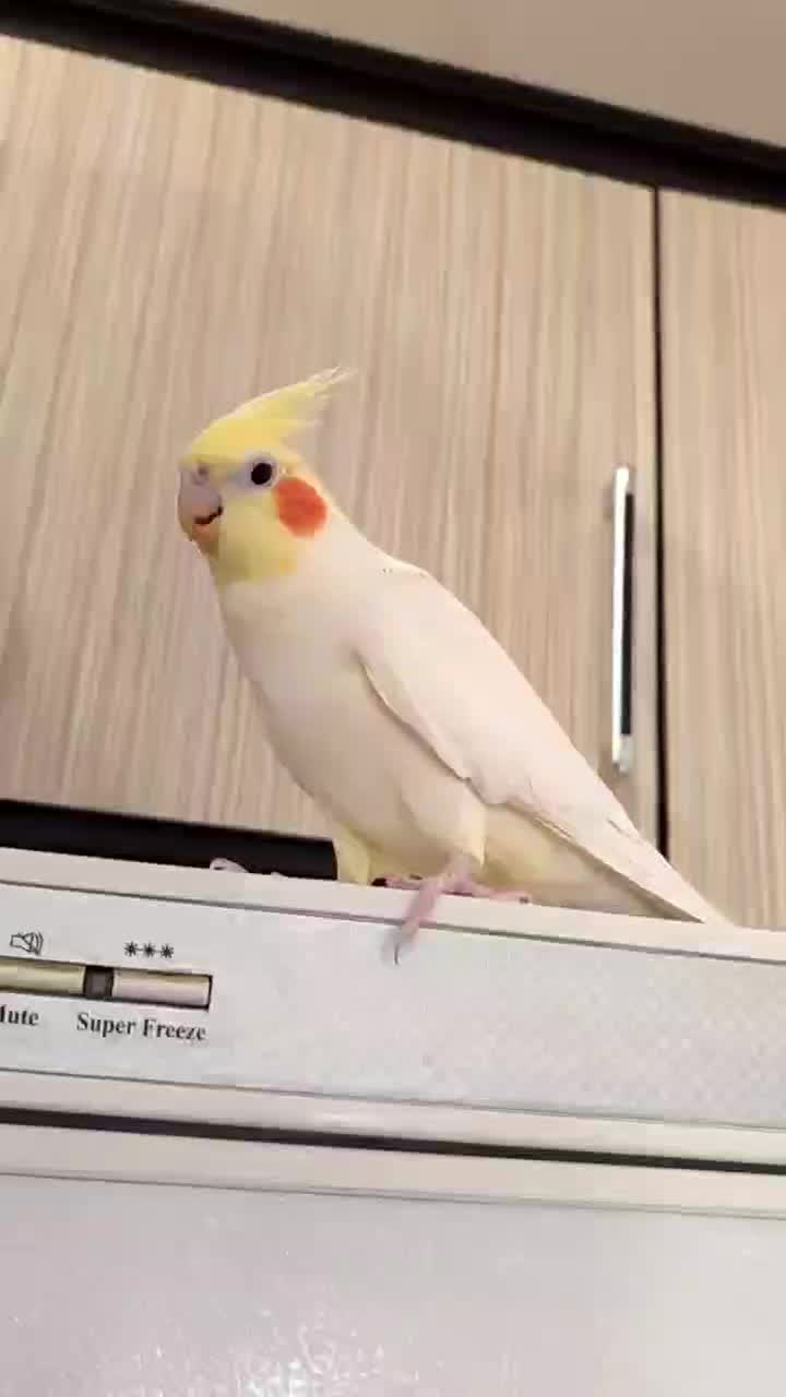 عروس هلندی نر و ماده تخم گذار|پرنده|همدان, |دیوار